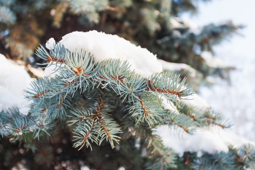 Natural winter background with frozen pinetree branch. Snow lies on needles. Winter sunny day.