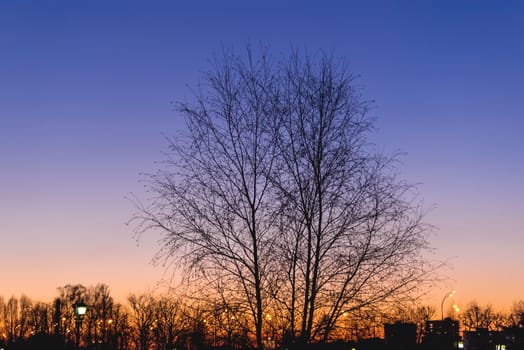 The silhouette of the tree against the colorful sunset in the city.