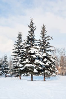 Three fur trees in the meadow of park. Winter sunny day. Place for text.