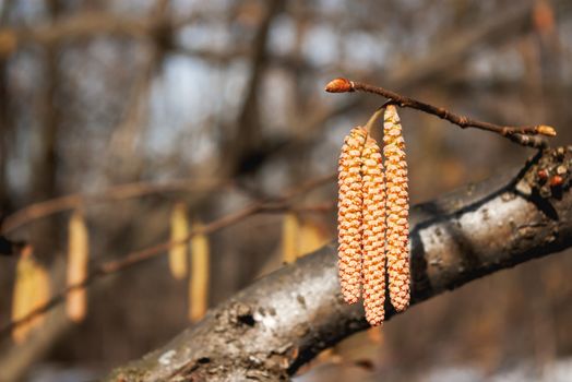 Blooming Alder tree (Alnus). Early spring nature background.