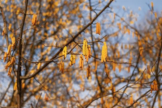 Blooming Alder tree (Alnus). Early spring nature background.