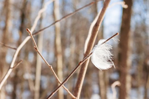 Bird feather caught on a tree branch. Symbol of lightness and fragility. Spring nature background.