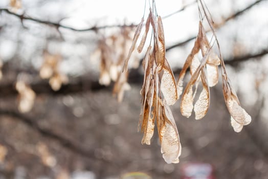 Dried maple tree (Acer) fruits, usually called samaras, maple keys, helicopters, whirlybirds or polynoses. Spring natural background.
