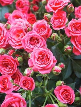 Natural summer background with pink roses. Beautiful blooming flower on green leaves background.