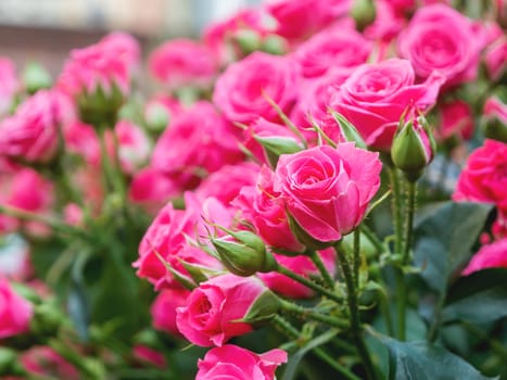 Natural summer background with pink roses. Beautiful blooming flower on green leaves background.