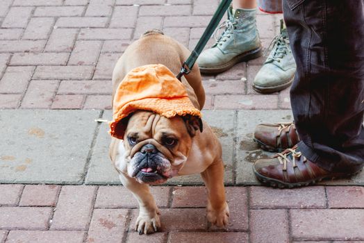 Bulldog in funny orange panama hat. Dog on a leash staying next to feet of owners.