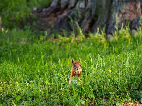 Ginger squirrel sits in green grass. Rodent eating a nut. Spring natural background.