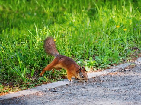 Ginger squirrel in green grass. Rodent is seaching for food. Spring natural background.