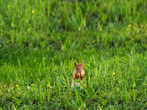 Ginger squirrel sits in green grass. Rodent eating a nut. Spring natural background.