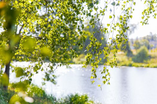 Natural summer background - bright green birch leaves above sparkling water. Moscow, Russia.