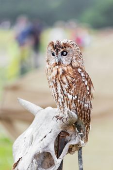 Brown owl sitting on old cow skull.