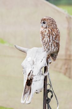 Brown owl sitting on old cow skull.