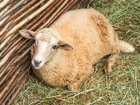 Fluffy sheep is lying on straw in enclosure. Farm animal is looking in camera.