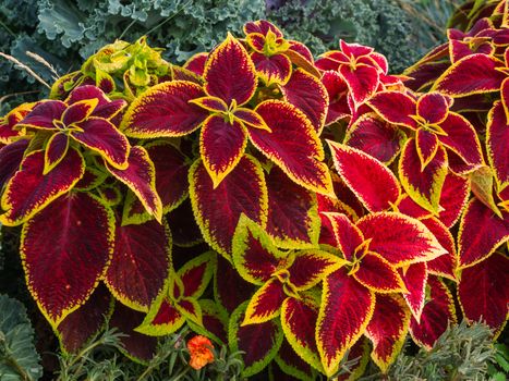 Bright leaves of Coleus (Plectranthus scutellarioides) in outdoor flower bed.