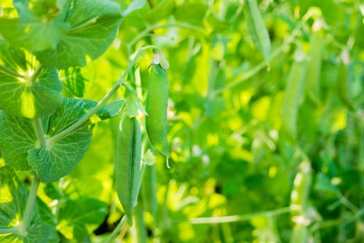 Bush of peas with ripe pods in sunny day. Natural summer background. Place for text.
