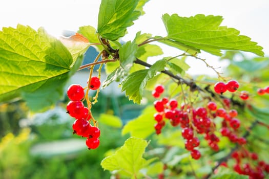 Bush of red currant with ripe berries in sunlight. Natural garden background.