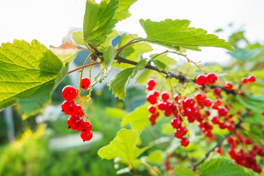 Bush of red currant with ripe berries in sunlight. Natural garden background.