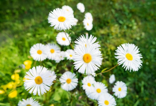 Natural summer background with daisies. Bright flowers in green grass.