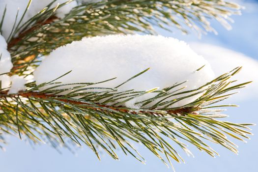 Natural winter background with frozen pinetree branch. Snow lies on needles. Winter sunny day.