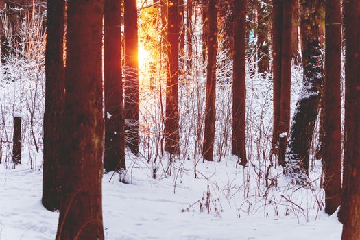 Sunset in winter forest. Sunlight among trees. Natural seasonal background.