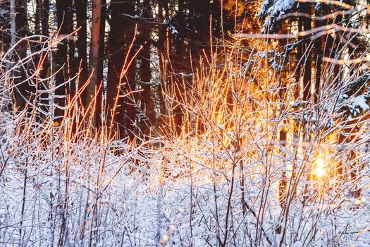 Sunset in winter forest. Sunlight among trees. Natural seasonal background.