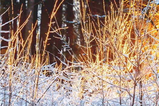 Sunset in winter forest. Sunlight among trees. Natural seasonal background.