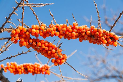 Frozen branches of sea buckthorn with berries. Winter sunny day.