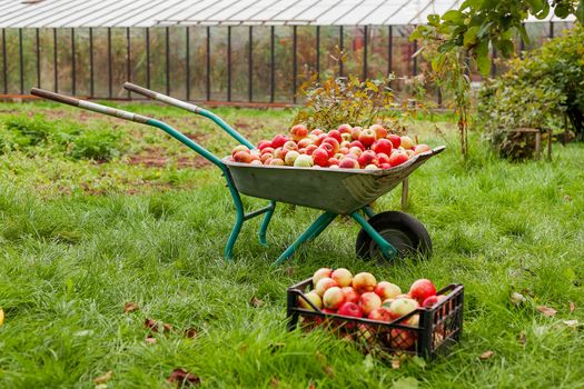 Autumn harvest - wheelbarrow and crate full of apples.