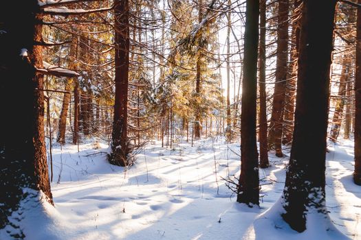 Sunset in winter forest. Sunlight among trees. Natural seasonal background.
