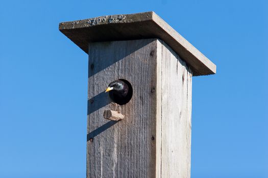 Starling looks out of handmade birdhouse. Clear blue sky in sunny day.