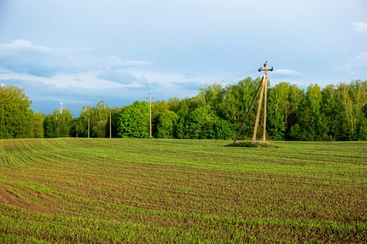 Countryside field natural background. Green grass and blue sky. Cloudscape in sunny day. Russia.