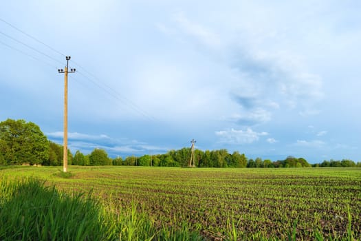 Countryside field natural background. Green grass and blue sky. Cloudscape in sunny day. Russia.