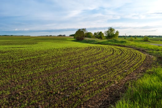 Countryside field natural background. Green grass and blue sky. Cloudscape in sunny day. Russia.
