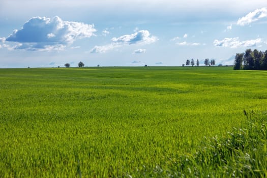 Countryside field natural background. Green grass and blue sky. Cloudscape in sunny day. Russia.