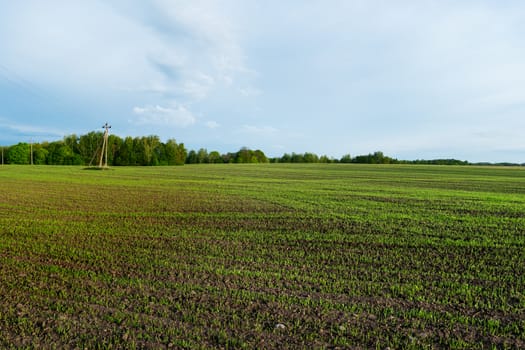 Countryside field natural background. Green grass and blue sky. Cloudscape in sunny day. Russia.