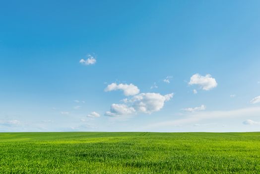 Countryside field natural background. Green grass and blue sky. Cloudscape in sunny day. Russia.