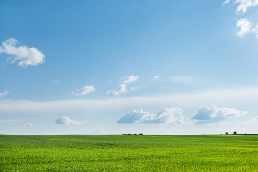Countryside field natural background. Green grass and blue sky. Cloudscape in sunny day. Russia.