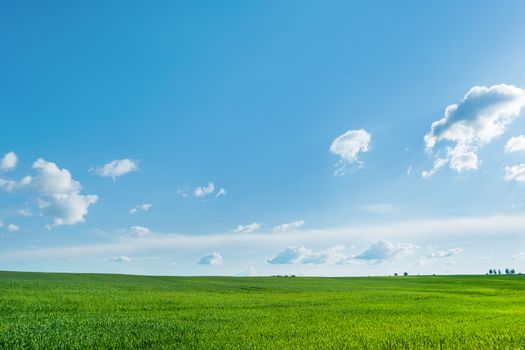 Countryside field natural background. Green grass and blue sky. Cloudscape in sunny day. Russia.