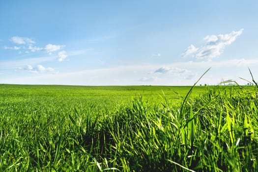 Countryside field natural background. Green grass and blue sky. Cloudscape in sunny day. Russia.