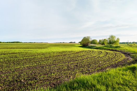 Countryside field natural background. Green grass and blue sky. Cloudscape in sunny day. Russia.