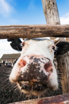 Cow pokes its nose into the camera. Funny photo of domestic farm animal.