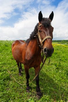 Natural rural background with farm animal - chestnut horse grazing on the field. Russia.