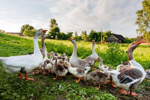 Rural scene - geese with a brood of goslings. Natural background with domestic poultry in village. Russia.