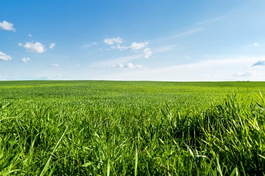 Countryside field natural background. Green grass and blue sky. Cloudscape in sunny day. Russia.