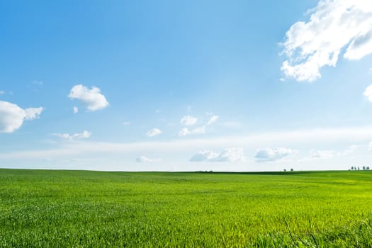 Countryside field natural background. Green grass and blue sky. Cloudscape in sunny day. Russia.