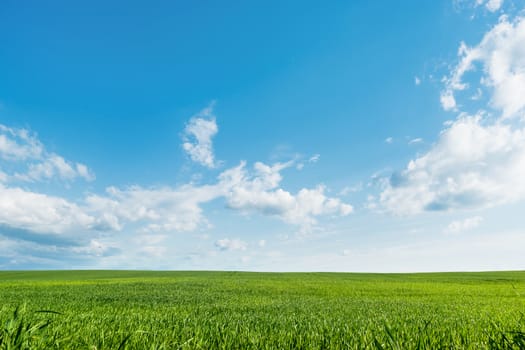 Countryside field natural background. Green grass and blue sky. Cloudscape in sunny day. Russia.