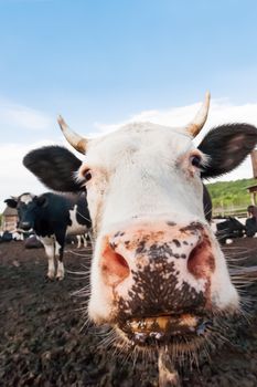 Cow pokes its nose into the camera. Funny photo of domestic farm animal.