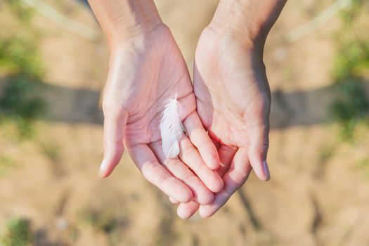 Woman holds a white feather of a seagull in hand. Symbol of lightness and fragility. Top view.