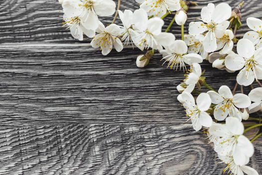 Cherry flowers on wooden table. Top view on fragile spring flowers on background with copy space.