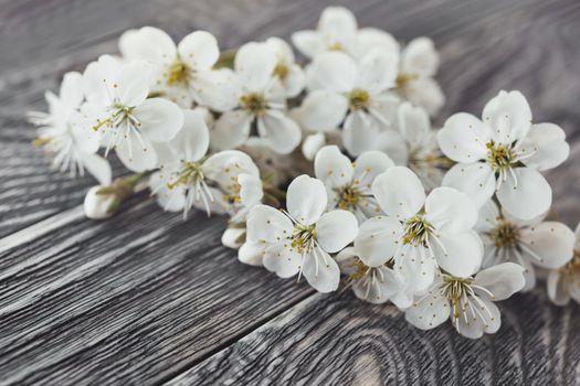 Cherry flowers on wooden background. Close up photo of ragile spring flowers on table.